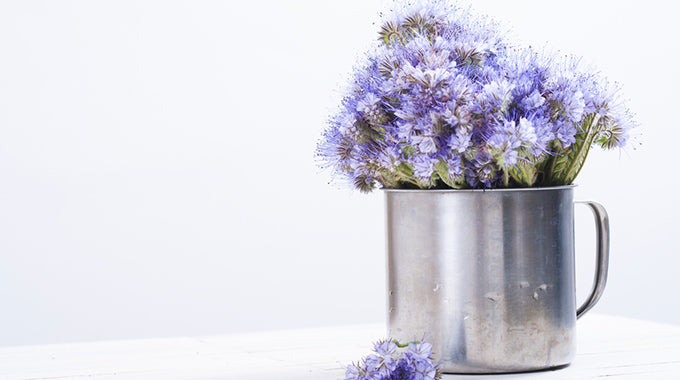 Blue Tansy, Blauer Rainfarn, besonders geeignet für irritierte und zu Rötungen neigende Haut, von Mitessern geplagte Haut, unreine Haut und Mischhaut. Stärkt die Hautbarriere, wirkt antibakteriell, entzündungshemmend und ist ein starkes Antioxidanz