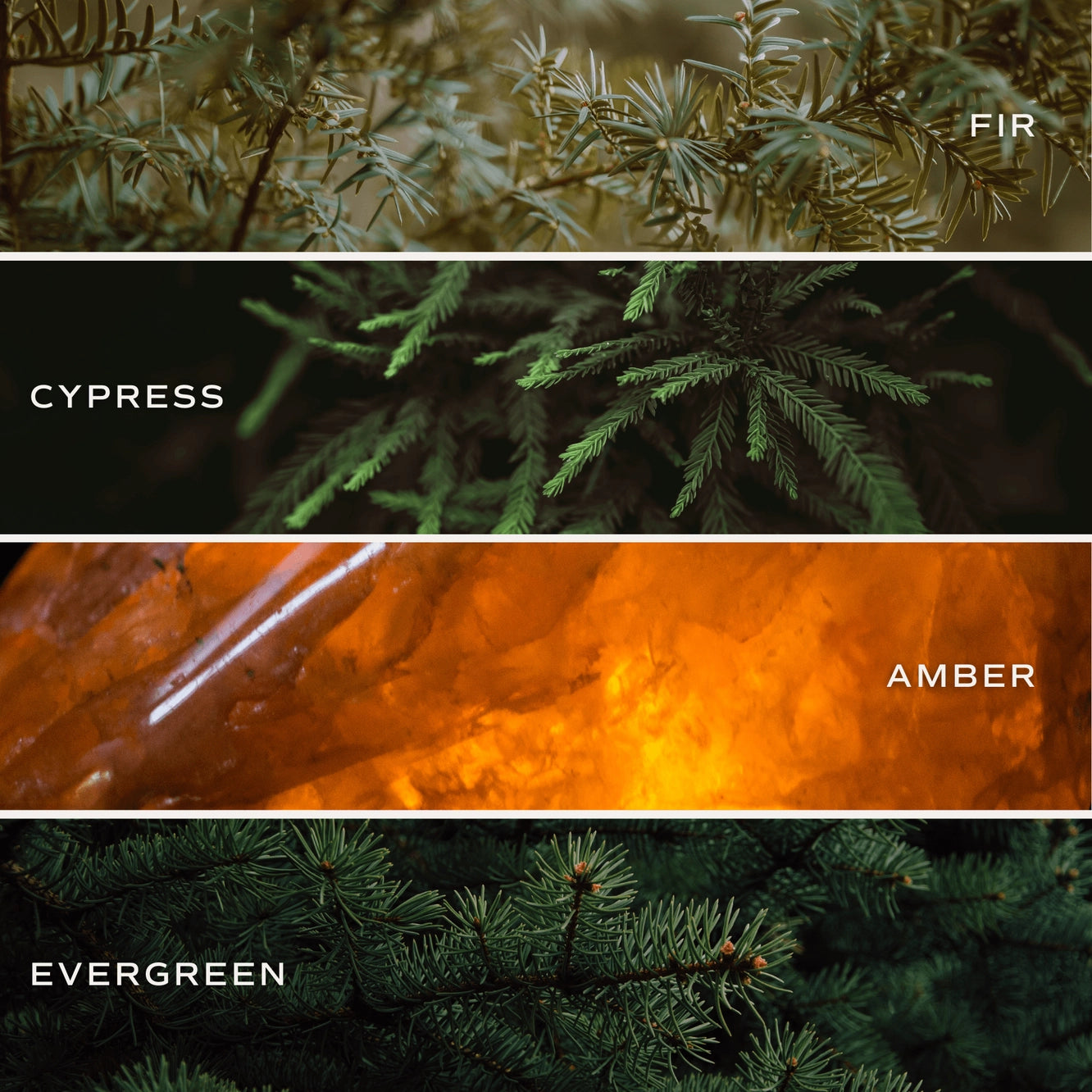 SWEET WATER DECOR "FRASER FIR" | Duftkerze Tanne