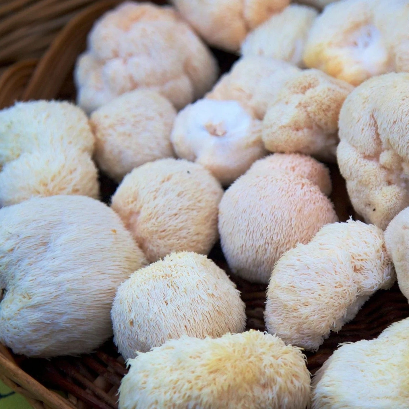 LION'S MANE- Löwenmähne-Pilzpulver