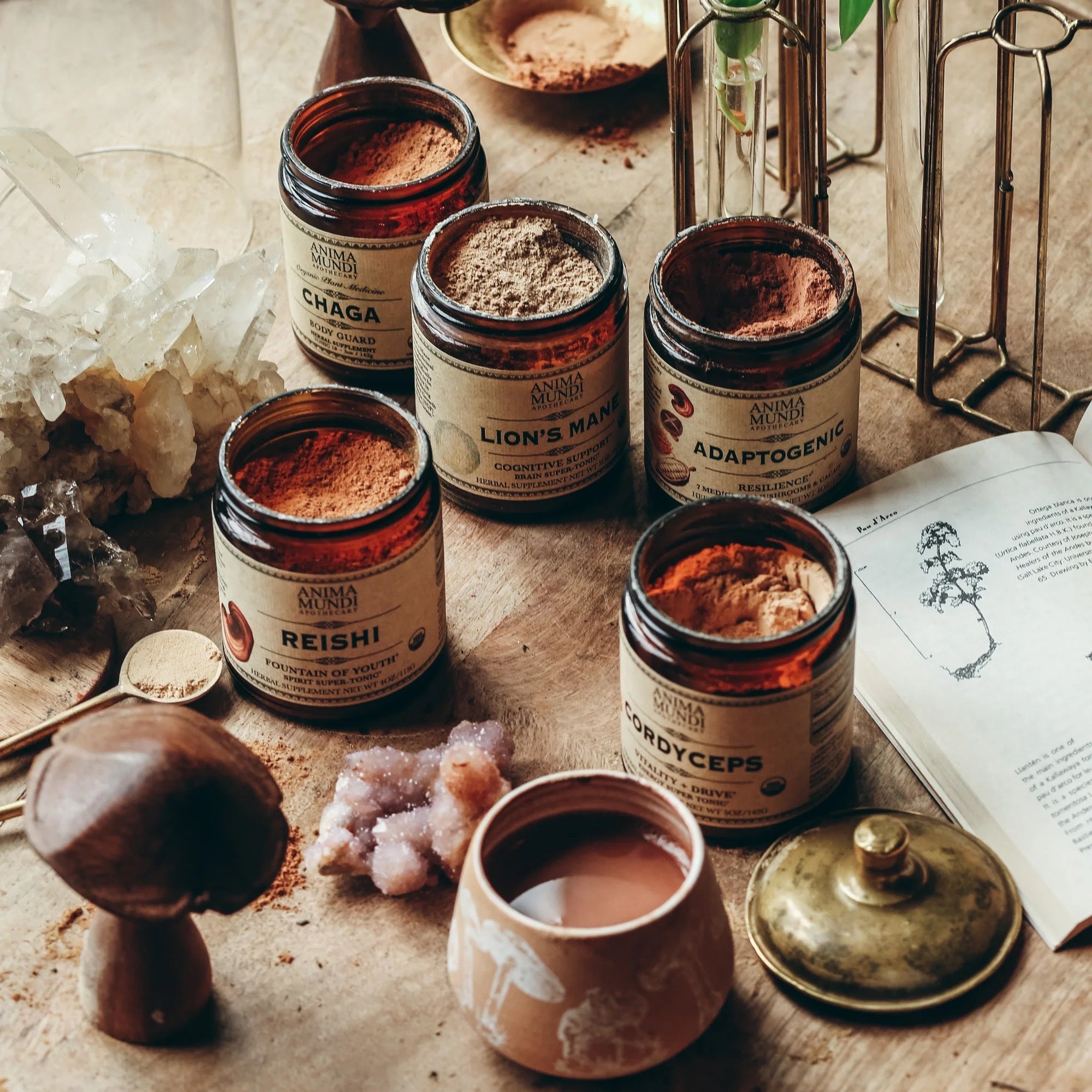 Lion's Mane - ANIMA MUNDI