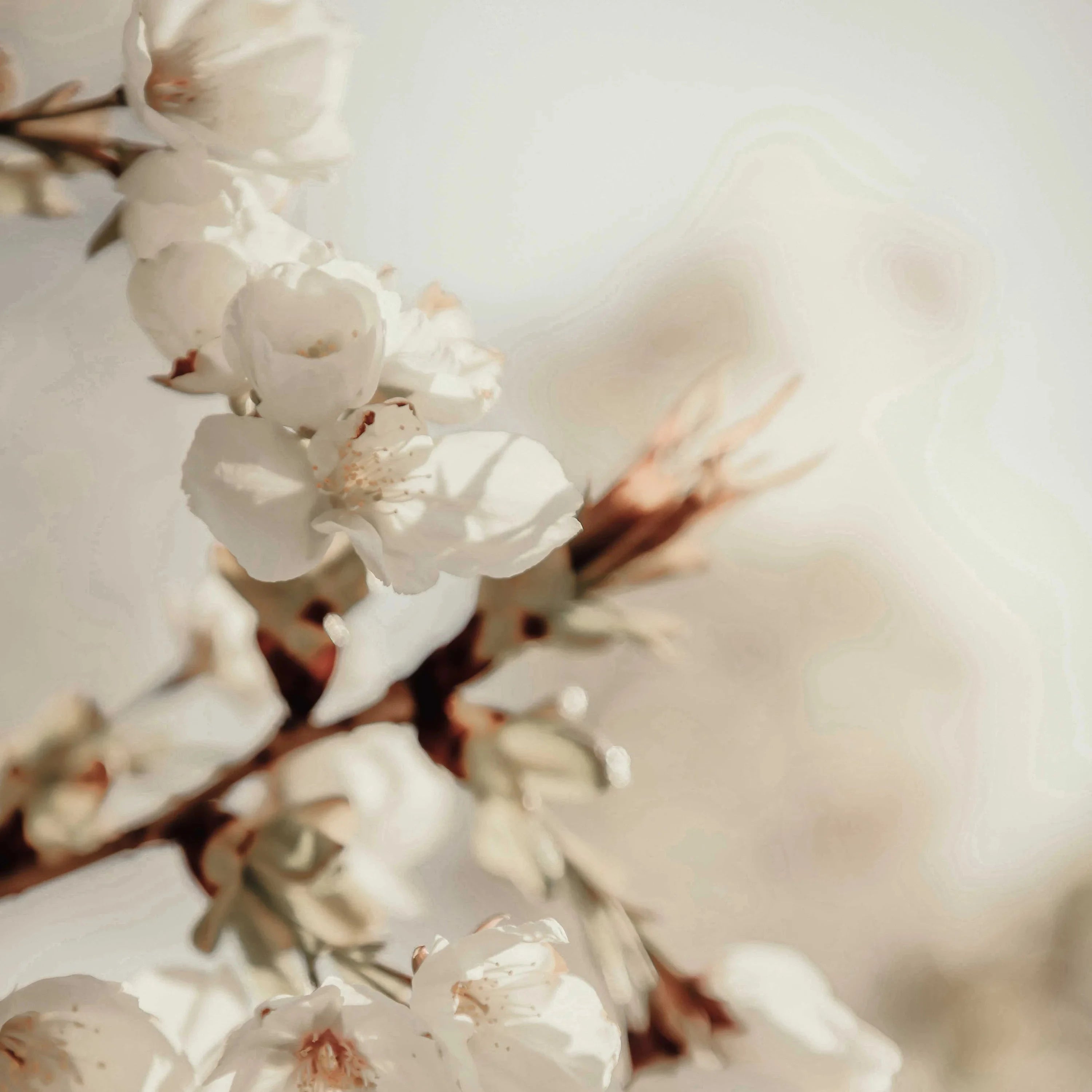 Bild mit weißen Blüten.