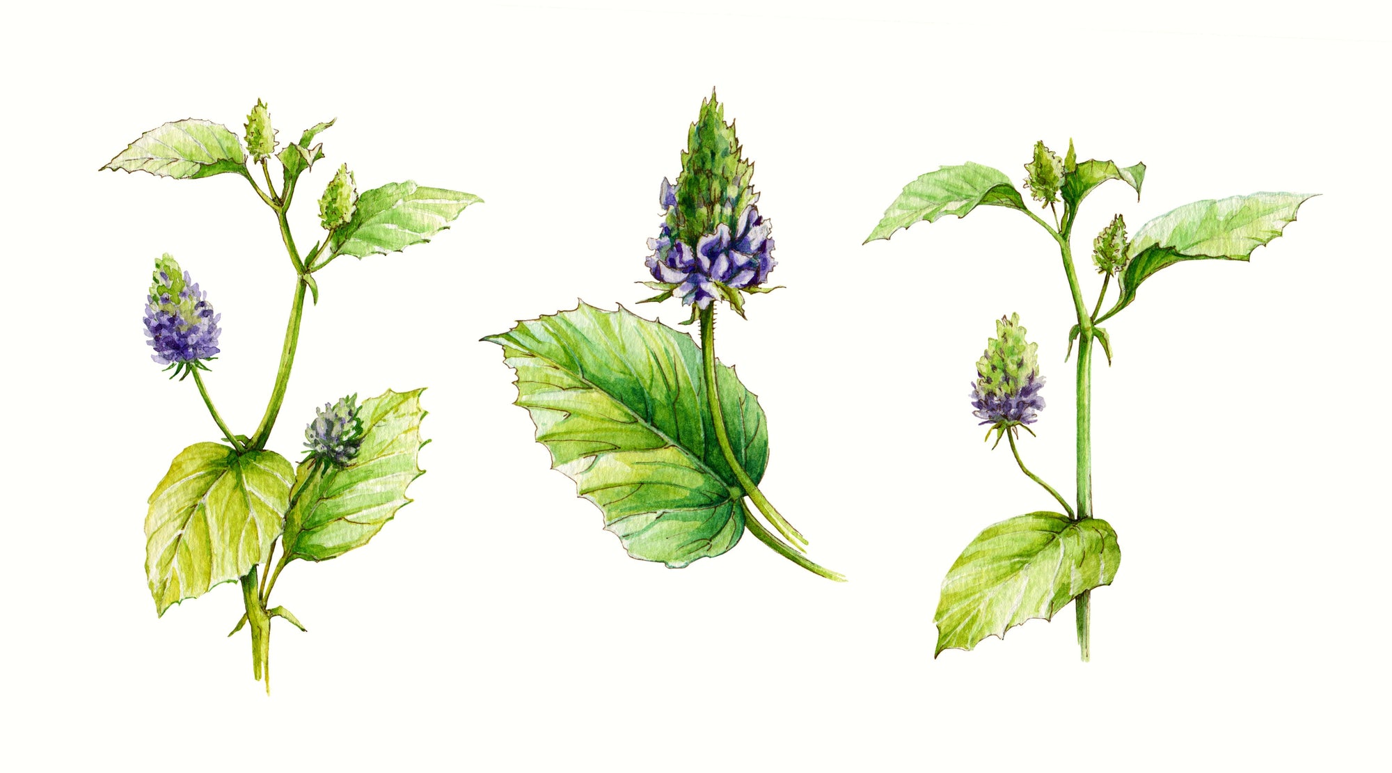 Bakuchiol - the pure plant-based retinol alternative