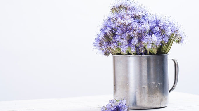 Blue Tansy, Blue Tansy, especially suitable for irritated and redness-prone skin, skin plagued by blackheads, blemished skin and combination skin. Strengthens the skin barrier, has an antibacterial and anti-inflammatory effect and is a powerful antioxidant.
