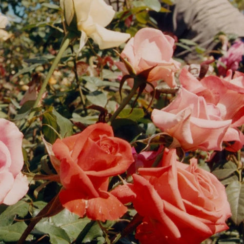 Rosengarten mit rosa, roten, und cremefarbenen Rosenblüten im Vordergrund.