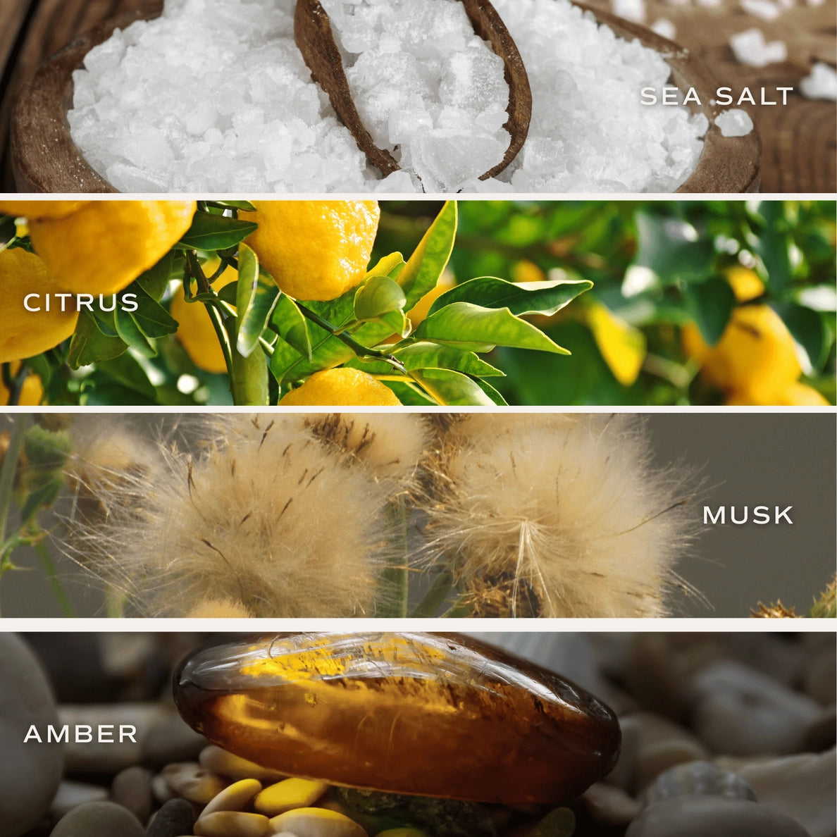 Salt and Sea Duft mit Meersalz, Zitrus Moschus und Bernstein im weißen Glas