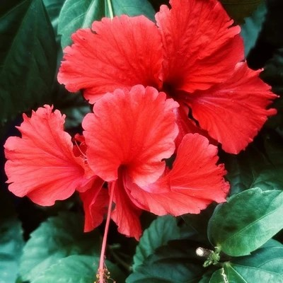 Natürliche Hauptinhaltsstoffe des Flower Acid Brightening Cleansers – Hibiskusblüten, australische Wildlimes und PENTAVITIN®