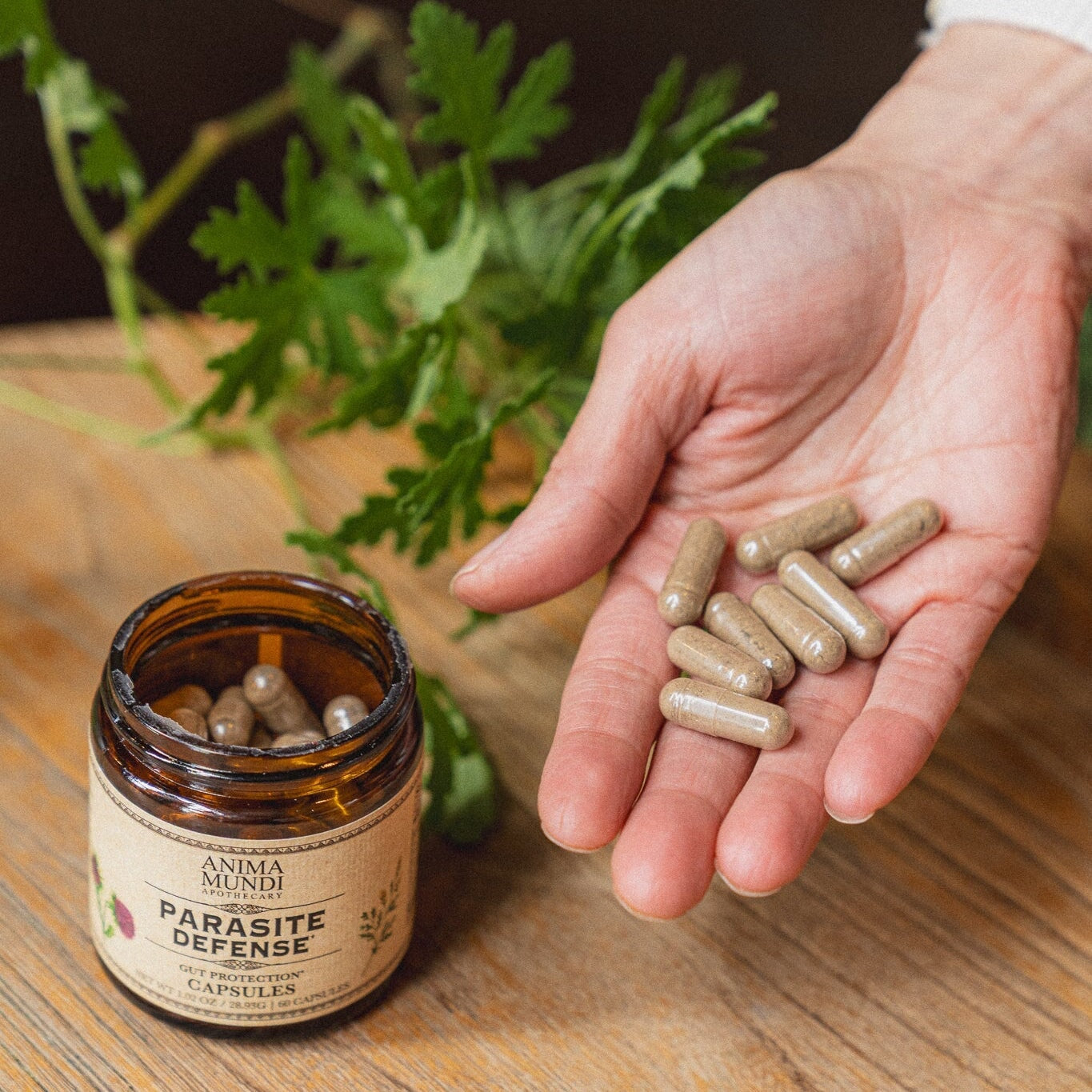 Anima Mundi Para-Herb Defense – Pflanzliche Kräuterformel für dein Wohlgefühl