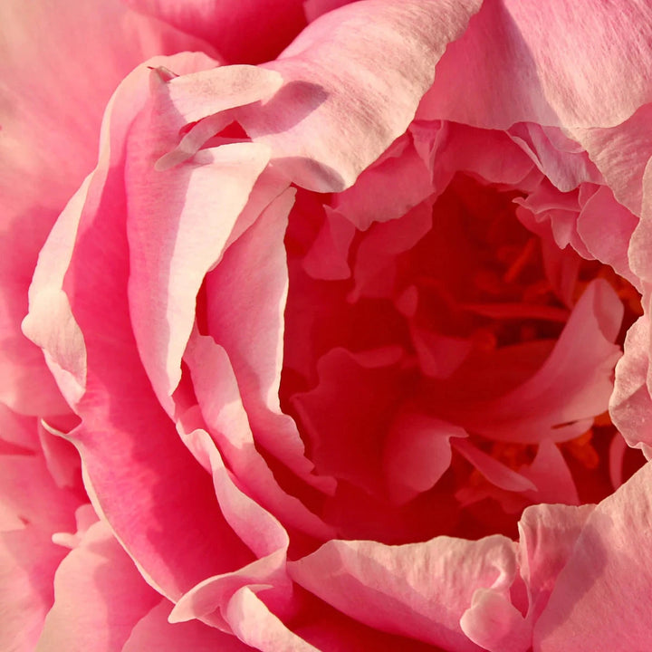 Nahaufnahme der Rosenblüte für COSMIC CHILD LOVE 2.0 – Rosenwasser 