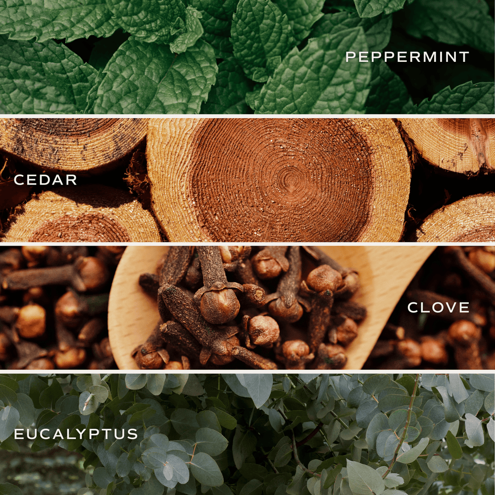 Duftnoten von Pfefferminz, Cedar und Eukalyptus 