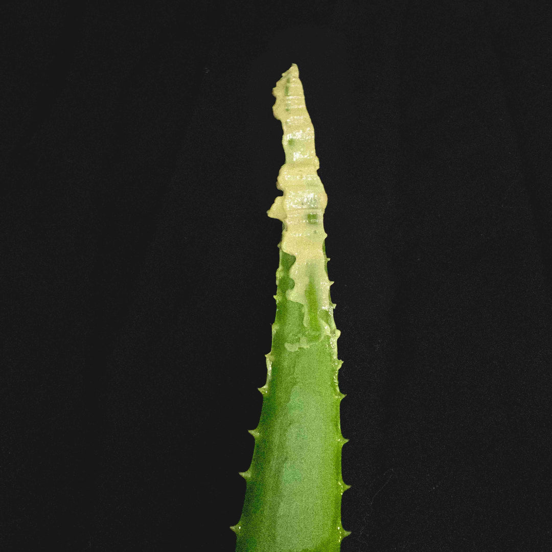 SUCCULENT PUDDING - Super Beruhigungsemulsion North Glow