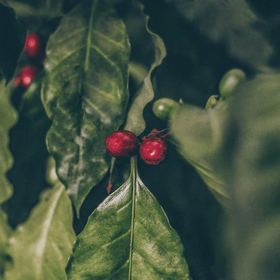 Black Coffee - pflegende Pflanzenhaarfarbe - Healing Herbs Hair Color