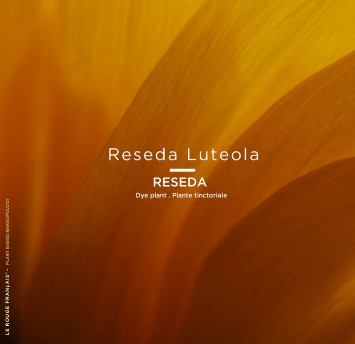 Le Nude Tinctorial ARZICA No 036 - LE ROUGE FRANCAIS - Nude lipstick