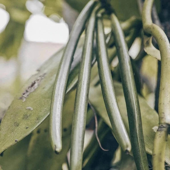 Noelie_HealingHerbs_BisquitBlond