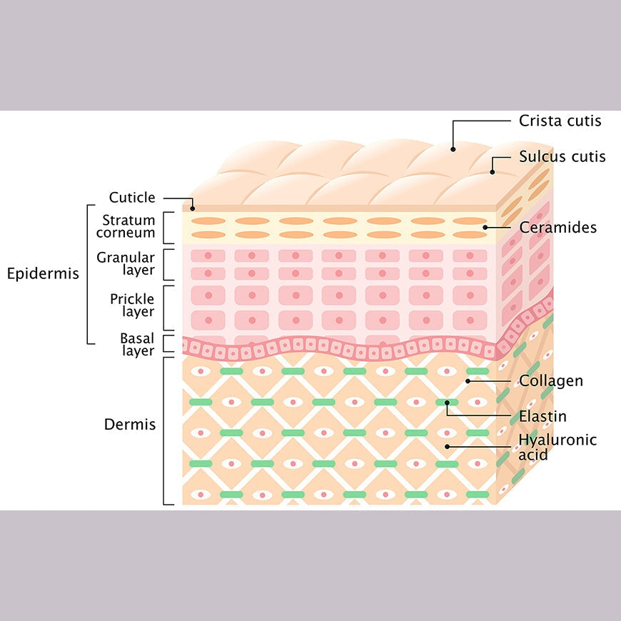 The skin and its barrier function