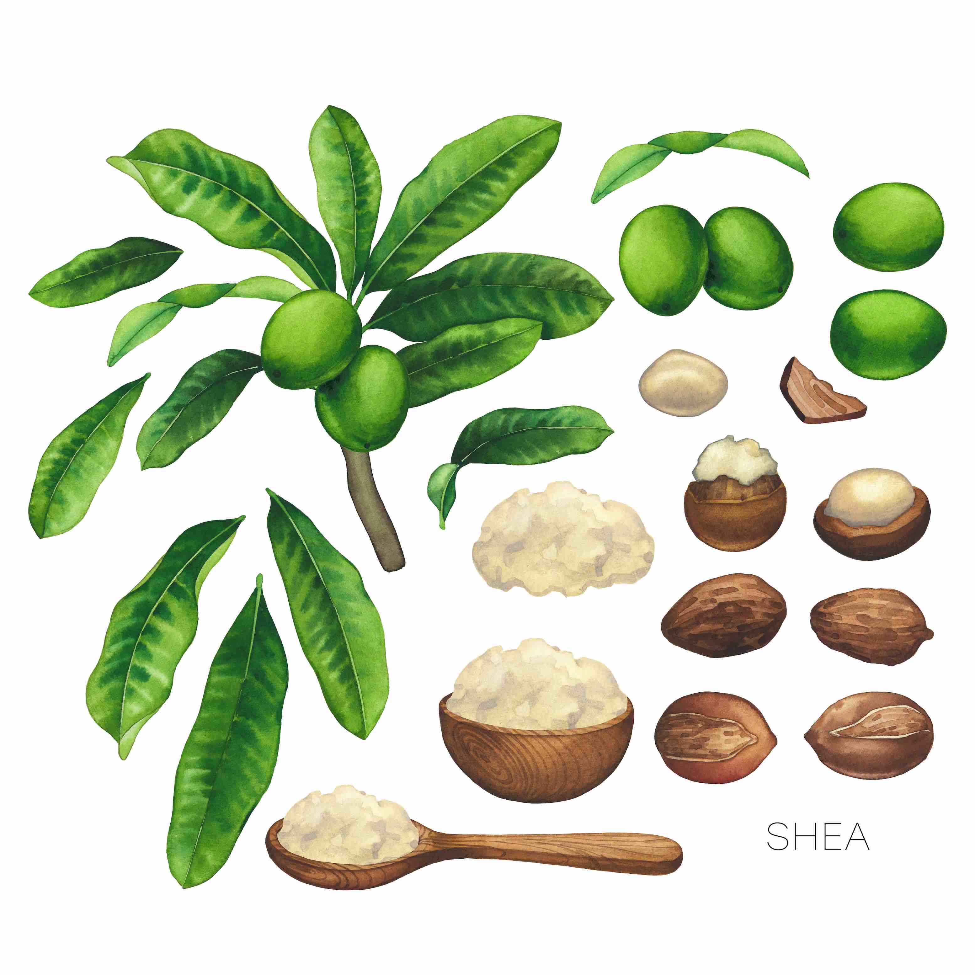 Shea Butter - balm for (really) any skin!