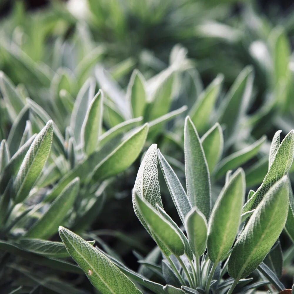 Close-up of sage plants. North Glow