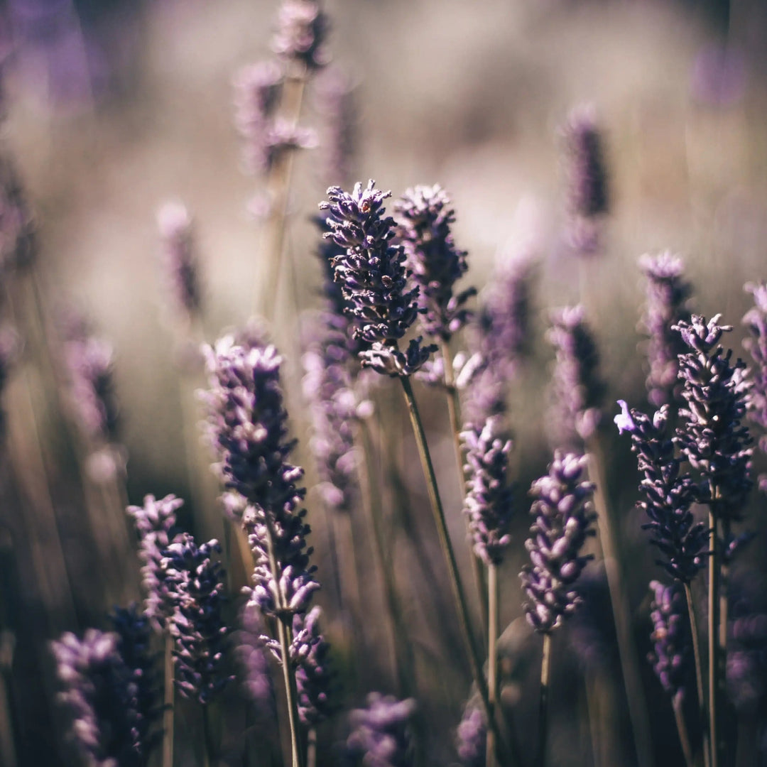 LOOOPS - Mußezeit – Ätherisches Öl Lavendel & Wacholderbeeren North Glow