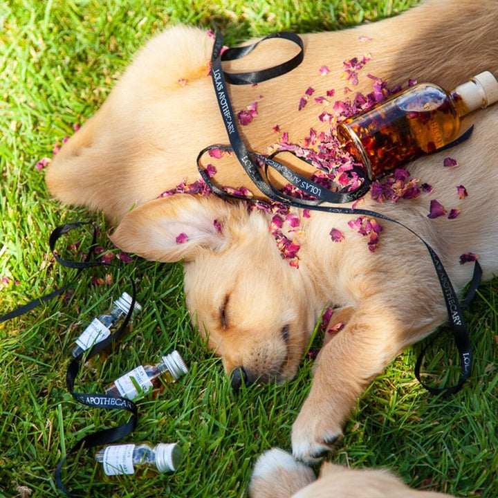 Lola's Apothecary Delicate Romance Body & Massage Oil bottle with puppies and rose petals